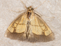 Evergestis limbata